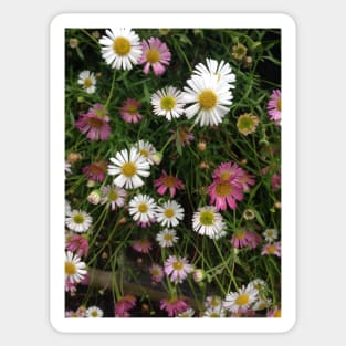 Pink and White Daisies - Vectorized Photographic Image Sticker